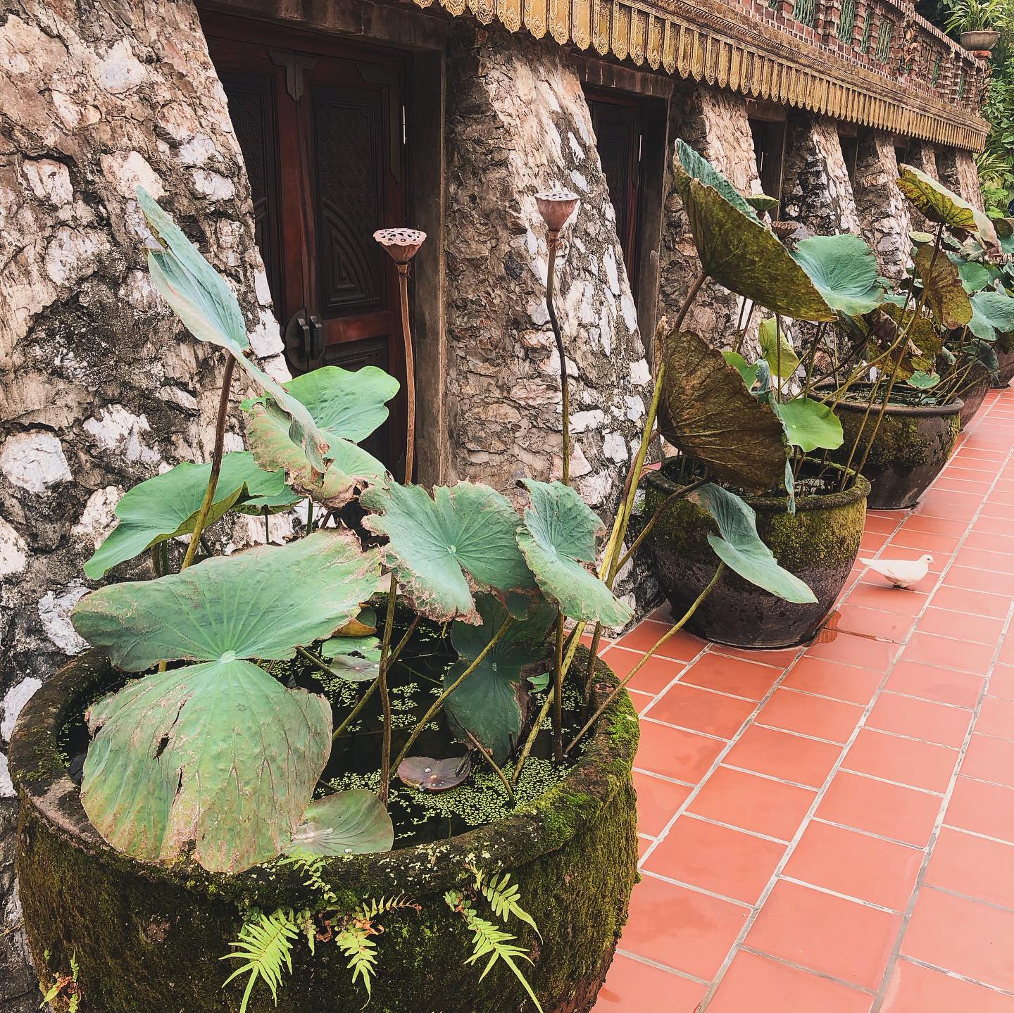 La pagode Dia Tang Phi Lai à 20 km au nord de Ninh Binh est une ancienne pagode récent rénovée. Les jardins sont très soignés, propres, dans un style japonisant, ce qui n’est pas courant au Vietnam. Accroché à une colline boisée, le lieu inspire la sérénité. Un arrêt intéressant en allant vers la baie d’Ha Long terrestre.
#vietnam #pagode #pagoda #chuadiatangphilaitu #voyageauvietnam #travelvietnam #carnetsdasie