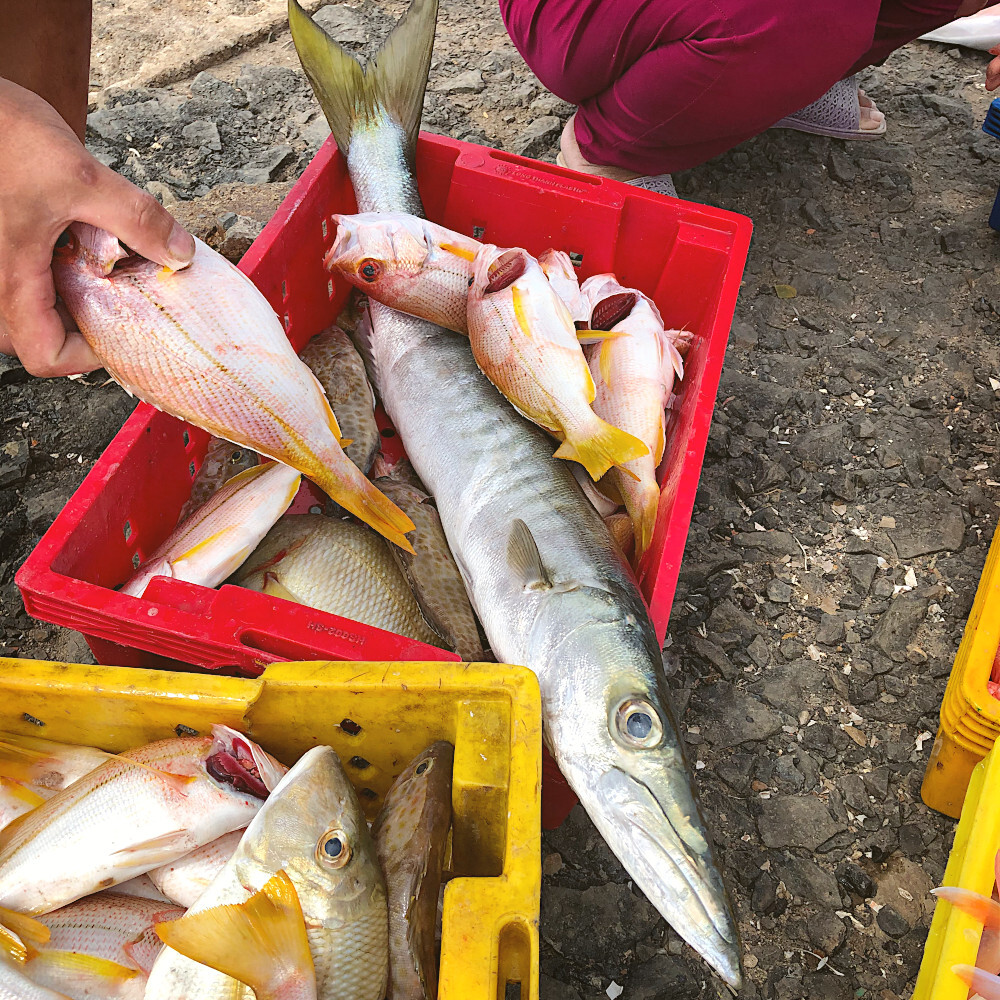 Le retour de la pêche à Côn Đảo au Vietnam ! 🇻🇳 Les pêcheurs locaux déchargent leurs prises du jour : vivaneaux rouges, carangues et barracudas frais, vendus directement sur le quai. 🐟
.
. 🇬🇧 Fishermen returning with the catch of the day in Côn Đảo, Vietnam! 🇻🇳 Watch the locals unloading fresh red snappers, trevallies, and barracudas, sold straight on the docks. ⚓ #ConDao #condaoisland #VietnamTravel #VoyageVietnam #explorevietnam #pecheur #localfishermen #condaoisland #catchoftheday #vietnamesefood #CarnetsdAsie