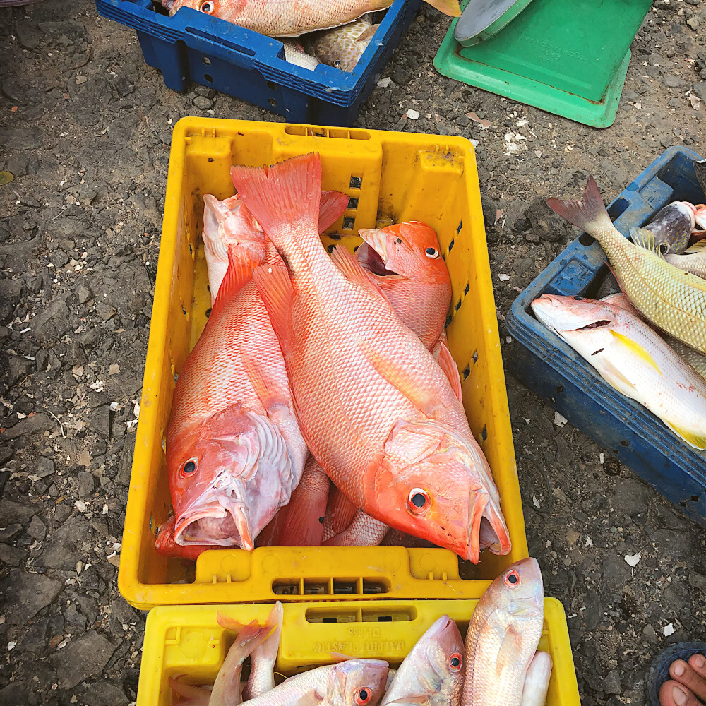 Le retour de la pêche à Côn Đảo au Vietnam ! 🇻🇳 Les pêcheurs locaux déchargent leurs prises du jour : vivaneaux rouges, carangues et barracudas frais, vendus directement sur le quai. 🐟
.
. 🇬🇧 Fishermen returning with the catch of the day in Côn Đảo, Vietnam! 🇻🇳 Watch the locals unloading fresh red snappers, trevallies, and barracudas, sold straight on the docks. ⚓ #ConDao #condaoisland #VietnamTravel #VoyageVietnam #explorevietnam #pecheur #localfishermen #condaoisland #catchoftheday #vietnamesefood #CarnetsdAsie