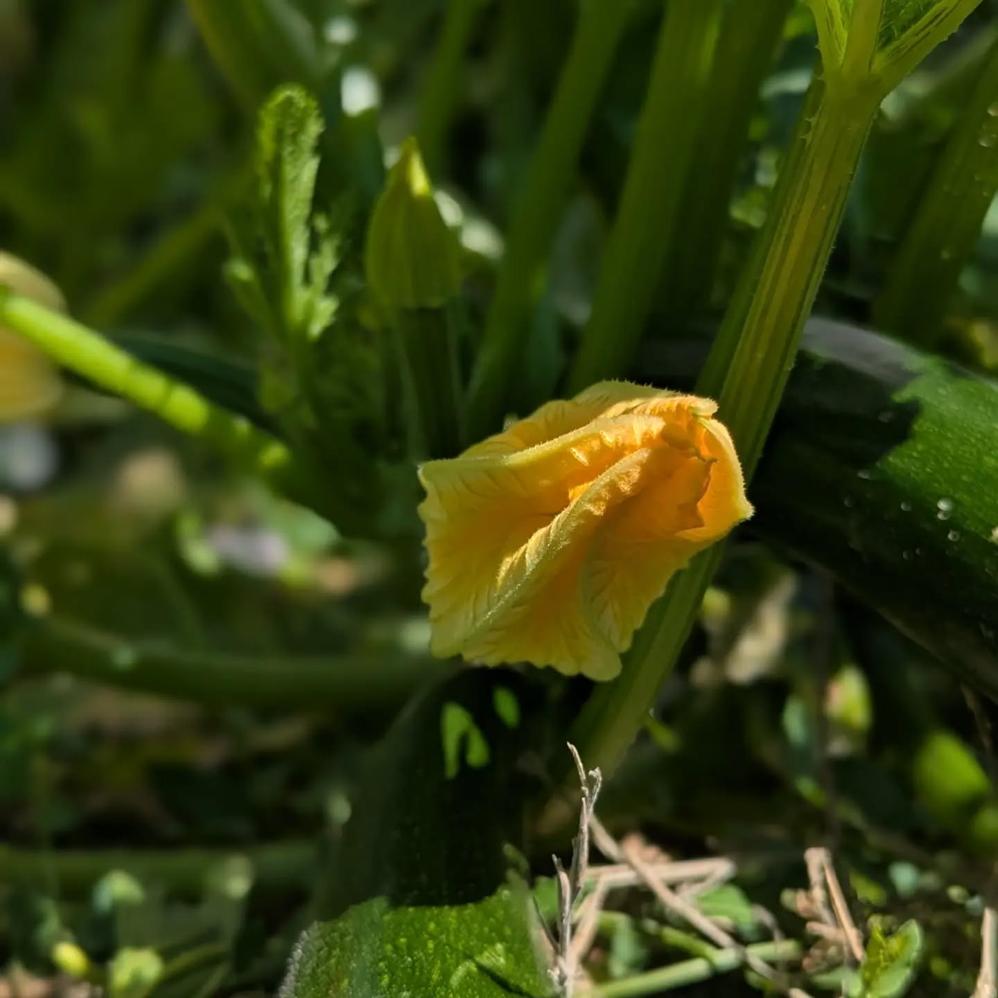 Quelle régalade dans nos paniers cet été 🧺🥒🍅🫑
Découvrez nos délicieux paniers de légumes hebdomadaires au format petit, moyen ou gros.
C'est #bio, #local et #solidaire.
Pour en savoir plus, RDV sur notre site www.terredemilpa.fr
#saintdidieraumontdor #montsdor Lyon