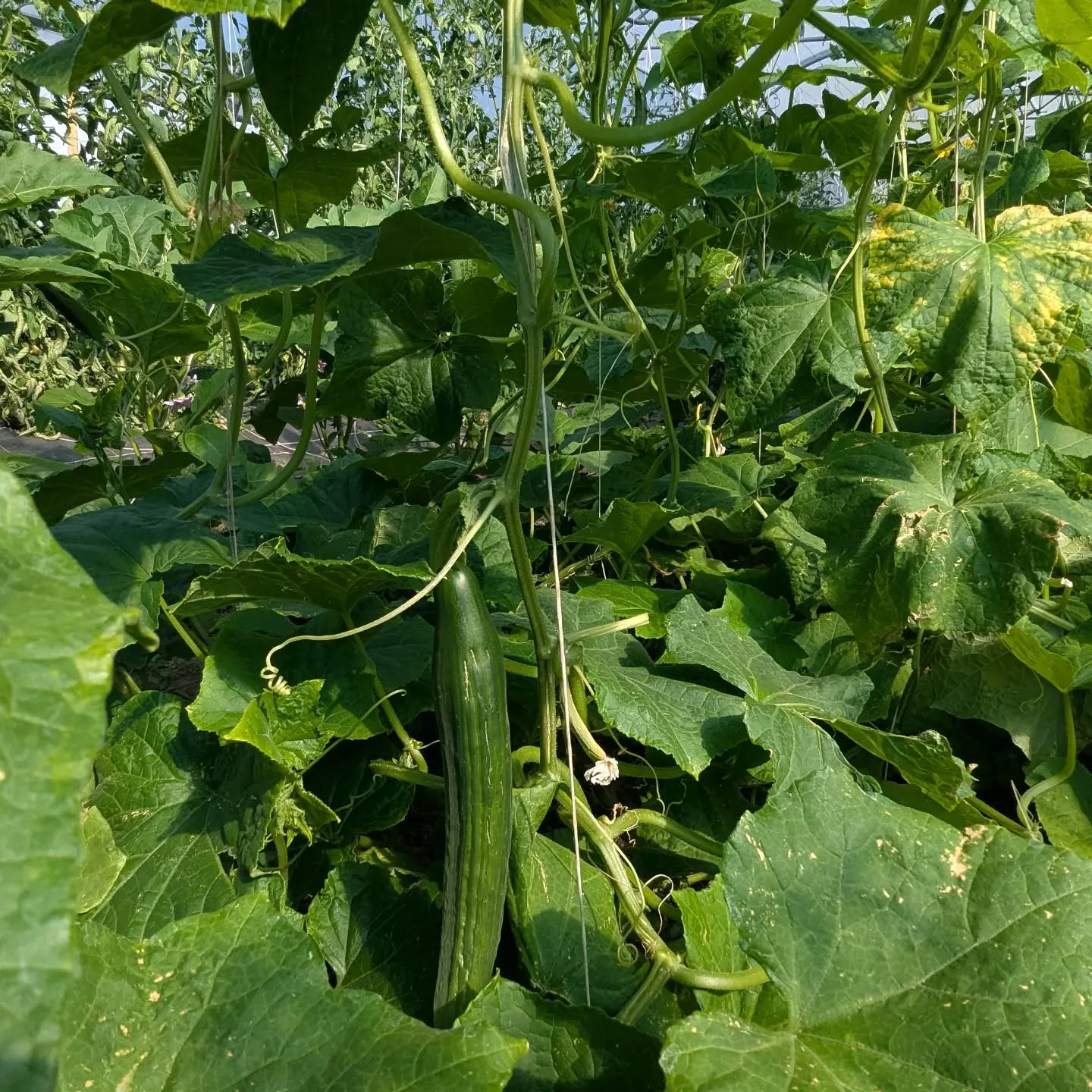 Quelle régalade dans nos paniers cet été 🧺🥒🍅🫑
Découvrez nos délicieux paniers de légumes hebdomadaires au format petit, moyen ou gros.
C'est #bio, #local et #solidaire.
Pour en savoir plus, RDV sur notre site www.terredemilpa.fr
#saintdidieraumontdor #montsdor Lyon